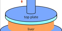 Viscoelastic Characteristics of Porcine Liver