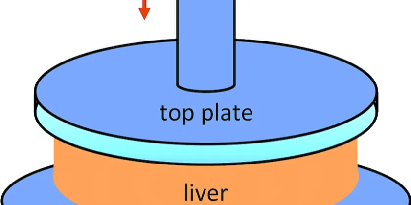 Viscoelastic Characteristics of Porcine Liver